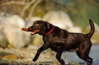 Picture of Chocolate Lab running on shore with a stick in his mouth.