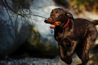 Picture of Chocolate Lab running with stick in mouth.