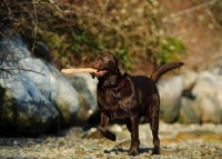 Picture of Chocolate Lab running with stick in mouth.