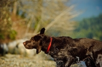 Picture of Chocolate Lab shaking off.