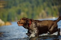 Picture of Chocolate Lab splashing in water.