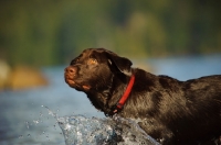Picture of Chocolate Lab splashing in water.