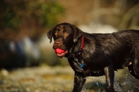 Picture of Chocolate lab splashing with ball in mouth.