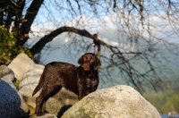 Picture of Chocolate Lab standing amongst rocks with tree branches and mountain as background. 