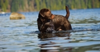 Picture of Chocolate Lab standing in water.