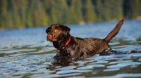 Picture of Chocolate Lab standing in water.