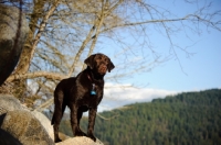 Picture of Chocolate Lab standing on rock with trees and sky in background.