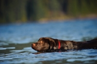 Picture of Chocolate Lab swimming in water.
