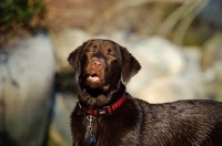 Picture of Chocolate Lab with mouth open looking at camera.