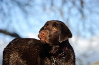Picture of Chocolate Lab with sky and branches in the background.