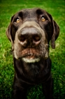 Picture of chocolate Labrador - wide angle