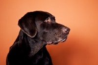 Picture of Chocolate Labrador against orange wall