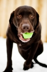 Picture of Chocolate Labrador getting up with ball