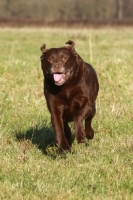 Picture of Chocolate Labrador in field