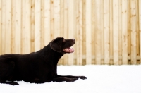 Picture of Chocolate Labrador laying in the snow