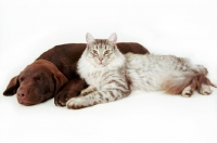 Picture of Chocolate Labrador laying next to cat