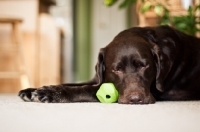 Picture of Chocolate Labrador laying with ball