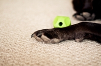 Picture of Chocolate Labrador laying with ball