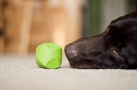 Picture of Chocolate Labrador laying with ball