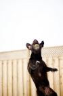 Picture of Chocolate Labrador leaping for ball