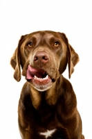 Picture of chocolate Labrador licking lips