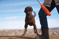 Picture of chocolate Labrador looking to owner in anticipation