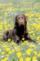 Picture of Chocolate Labrador lying in field
