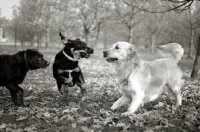 Picture of chocolate Labrador, mutt and golden retriever playing in a park