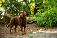 Picture of chocolate Labrador near green ball