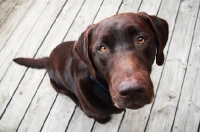 Picture of Chocolate Labrador on deck