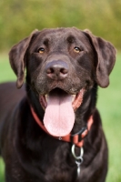 Picture of Chocolate labrador portrait