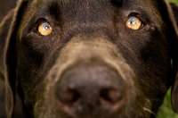 Picture of chocolate labrador portrait