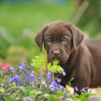 Picture of chocolate labrador puppy 7 weeks old in garden smelling flowers