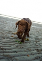 Picture of chocolate Labrador puppy beach