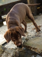 Picture of chocolate Labrador puppy discovering