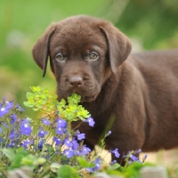 Picture of chocolate labrador puppy exploring garden and flowerbed