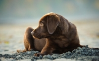 Picture of chocolate Labrador puppy in sand