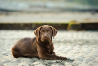 Picture of chocolate Labrador puppy lying down on beach