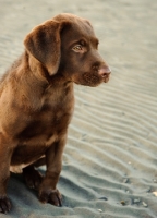 Picture of chocolate Labrador puppy on beach