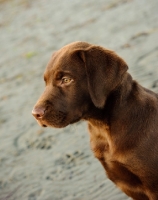Picture of chocolate Labrador puppy portrait