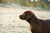 Picture of chocolate Labrador puppy profile