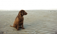 Picture of chocolate Labrador puppy sitting on beach