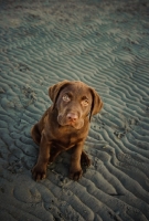 Picture of chocolate Labrador puppy sitting on beach