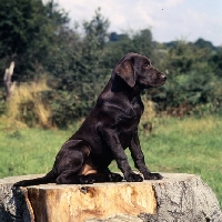 Picture of chocolate labrador puppy sitting on tree stump