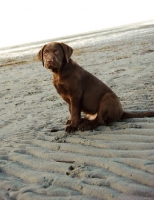 Picture of chocolate Labrador puppy sitting on beach