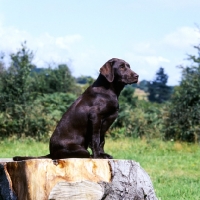 Picture of chocolate labrador puppy sitting on tree stump