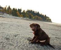 Picture of chocolate Labrador puppy sitting on beach