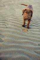Picture of chocolate Labrador puppy standing on beach