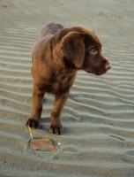 Picture of chocolate Labrador puppy standing on sand