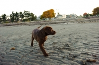 Picture of chocolate Labrador puppy walking on beach